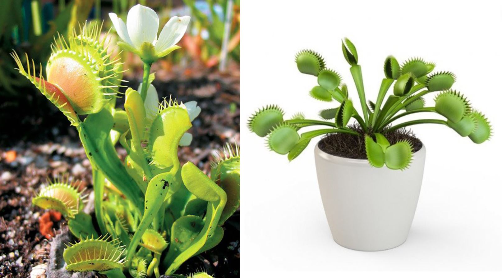 Đặc điểm của c&acirc;y Bắt Ruồi